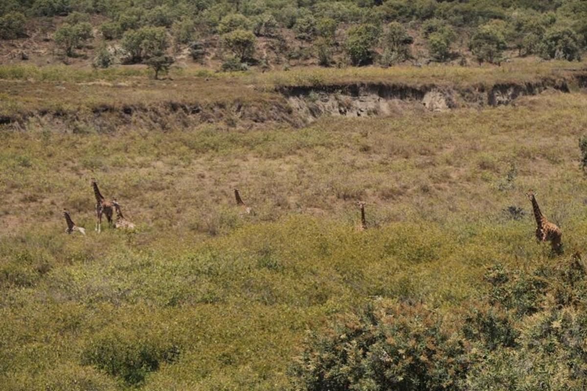 un grupo de jirafas caminando en un campo