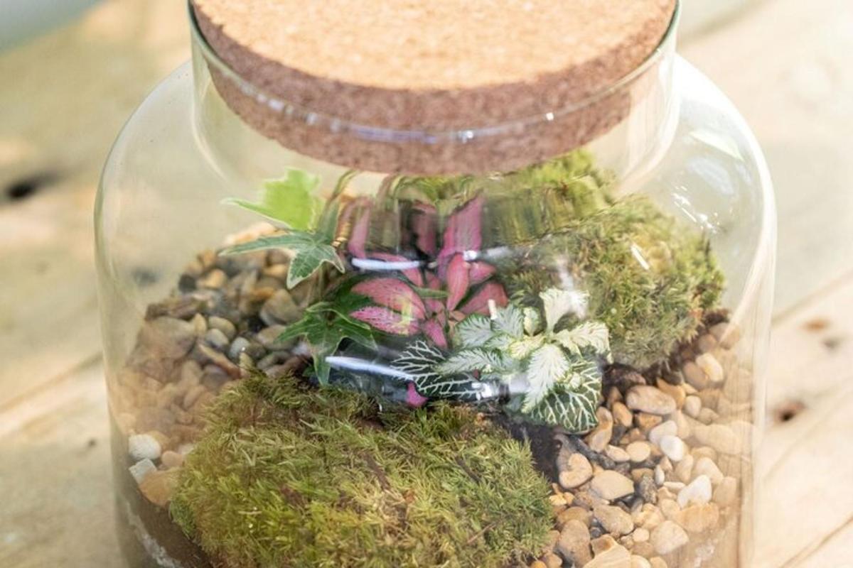 un pot de vidre ple de plantes i pedres