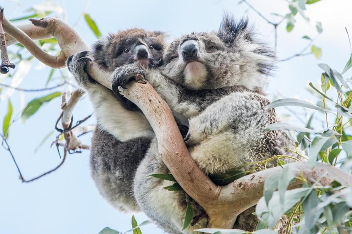 Skupina medvídků koala sedících na stromě