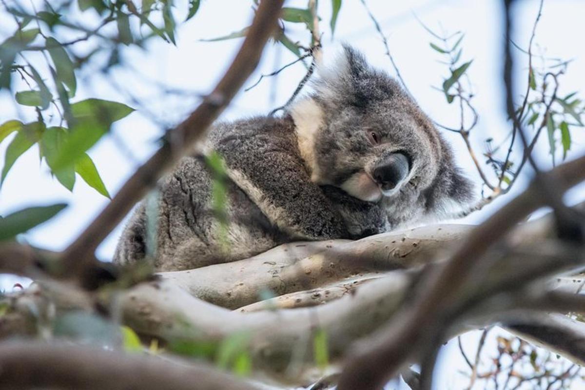 koala sedící na větvi stromu
