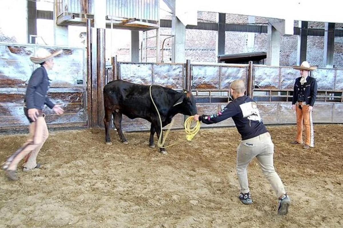 sekumpulan orang berdiri di sekeliling lembu hitam