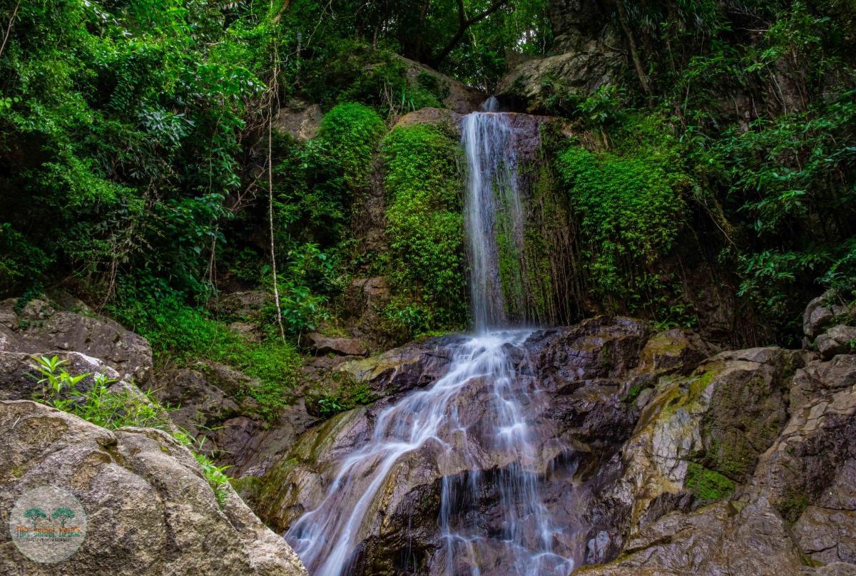 a waterfall in the middle of a forest