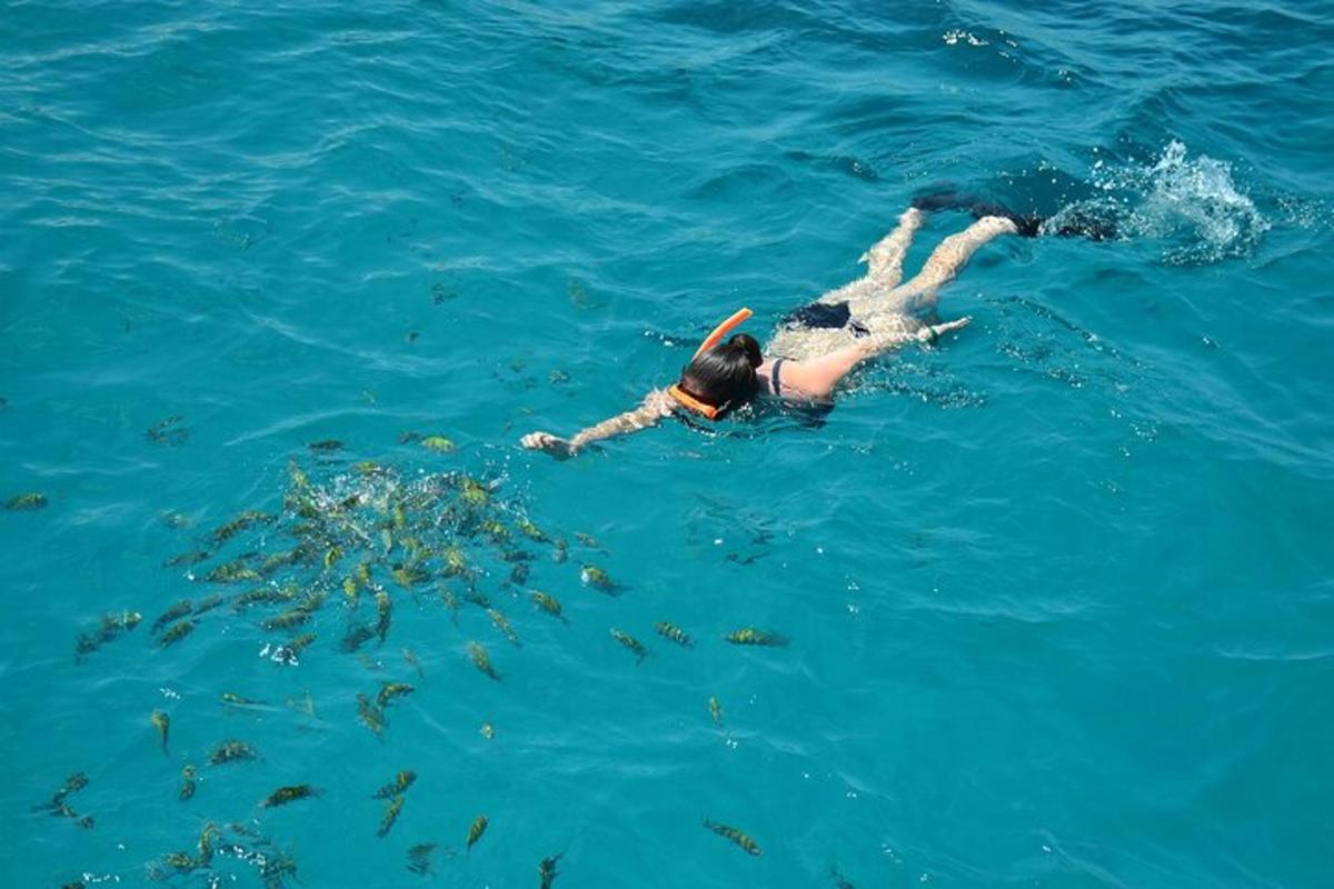 uma pessoa nadando na água com um grupo de peixes