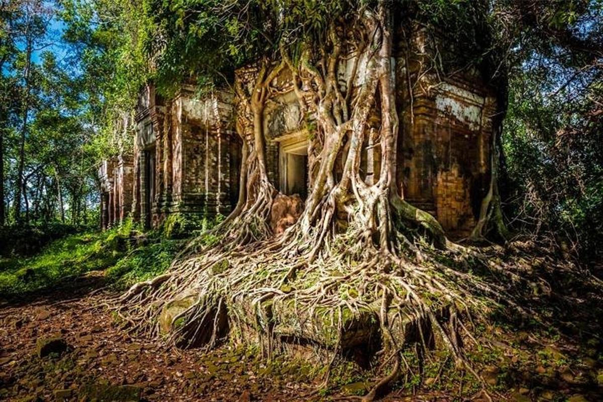 un vecchio albero con le radici nella foresta