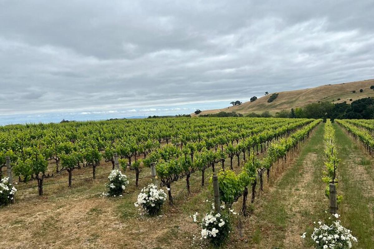 un vignoble avec des fleurs blanches dans un champ
