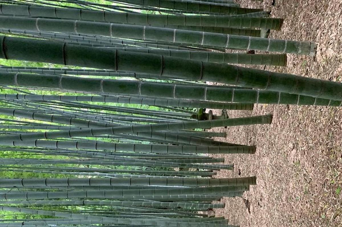 un grupo de hojas verdes al costado de un campo