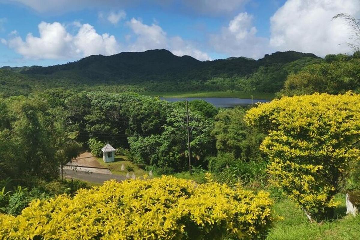 a view of a lake and trees with yellow flowers