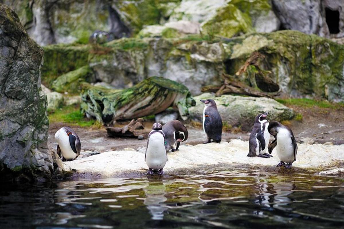 水の中に立っているペンギンの群れ