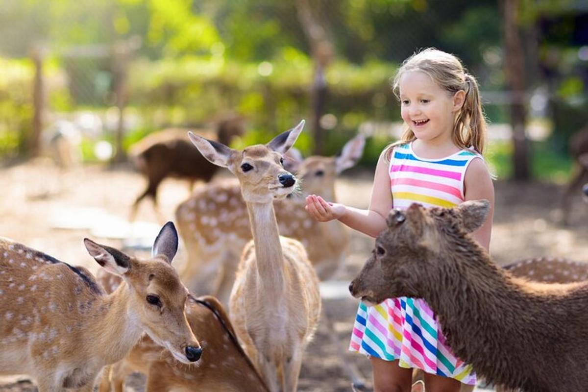 動物園で鹿に餌をあげる少女