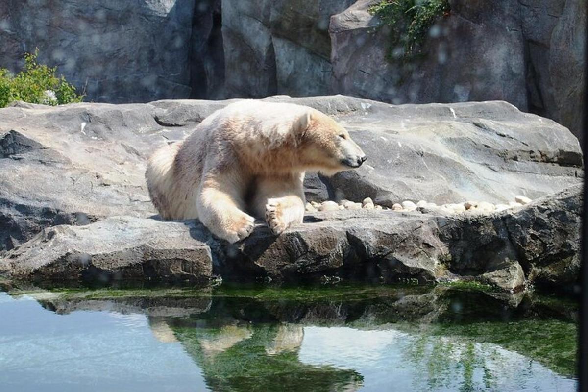 polarni medvjed sjedi na stijenama pokraj vode