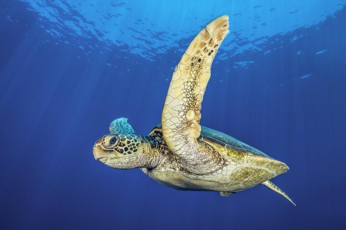 penyu hijau berenang di dalam air
