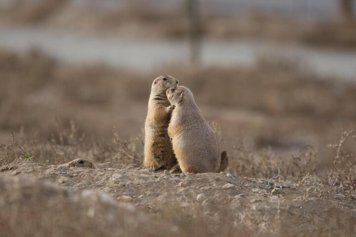 two meerkats are standing up in a field