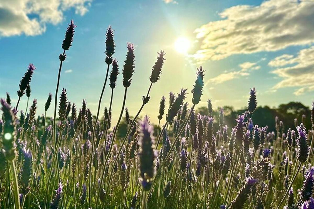 Un campo de flores violetas con el sol al fondo.