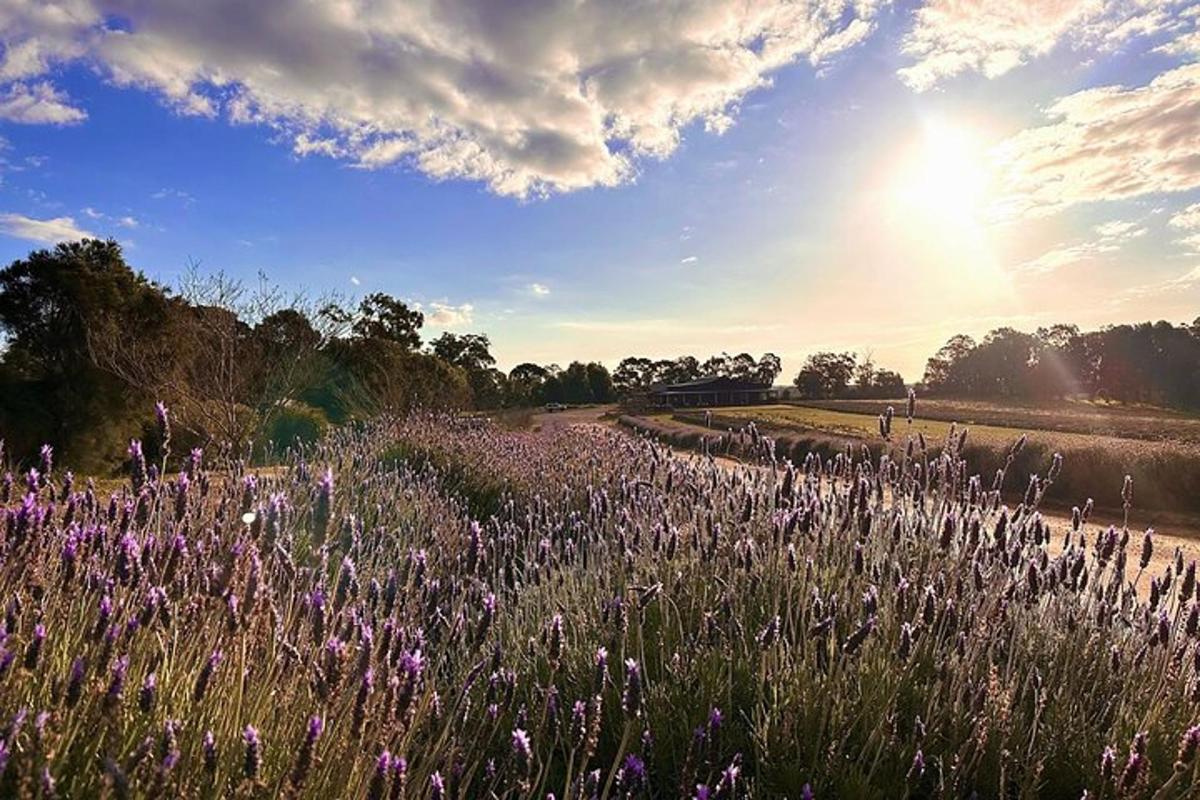 Un campo de flores moradas con el sol en el cielo.