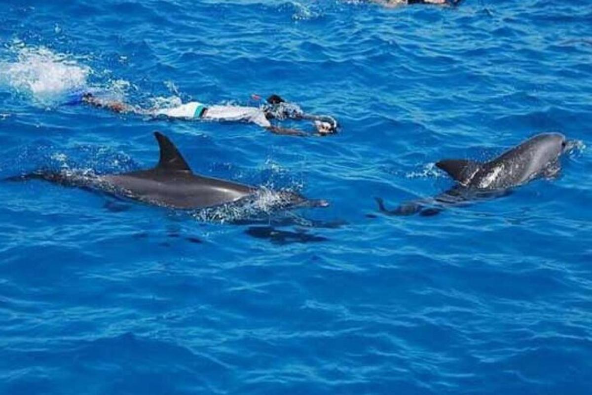 un grup de trei delfini în apă