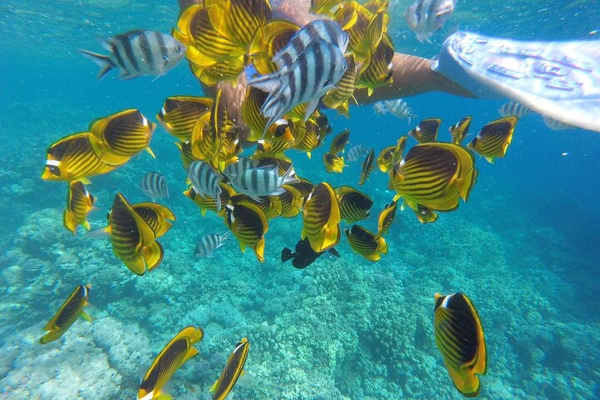 a group of yellow and black fish in the ocean