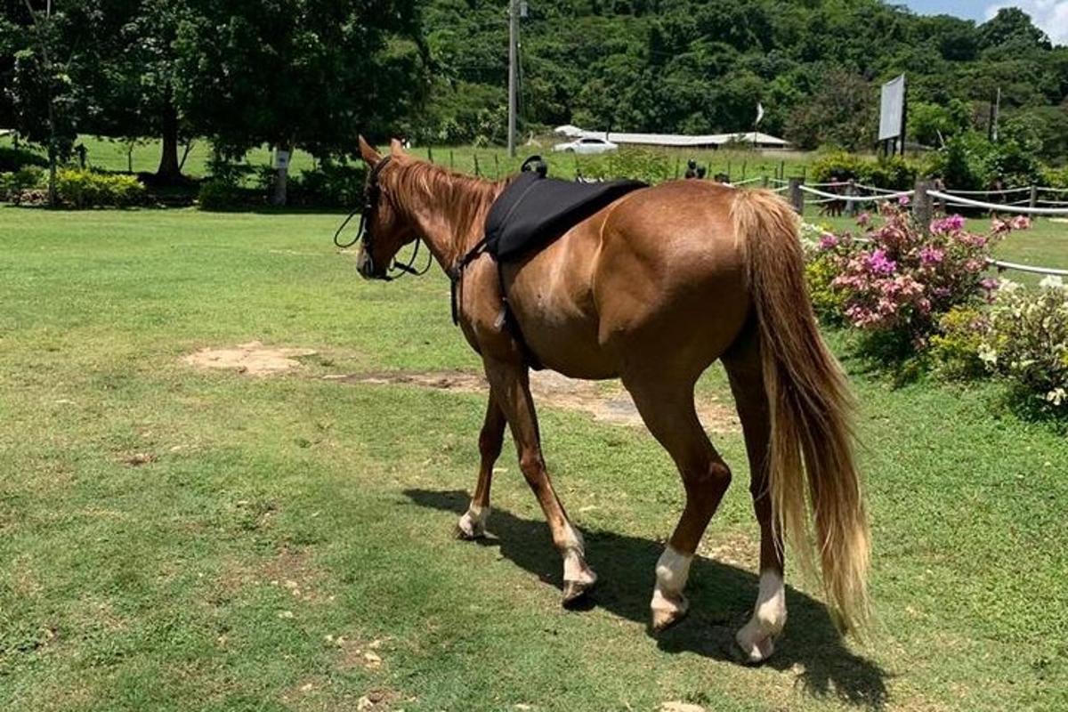 un cavall marró caminant per l'herba en un camp