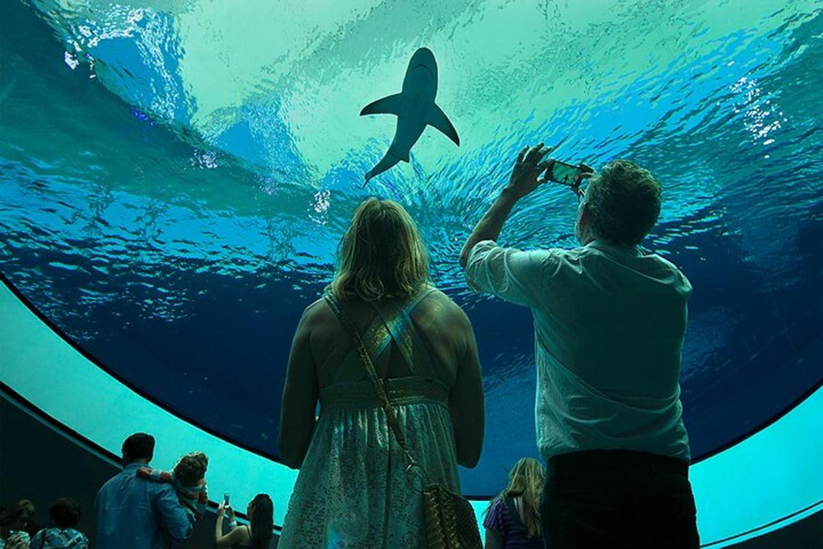 a man and woman taking a picture of a fish in an aquarium