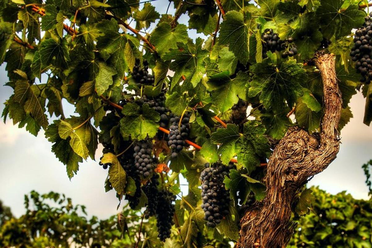 un grappolo d'uva nera appeso a un albero