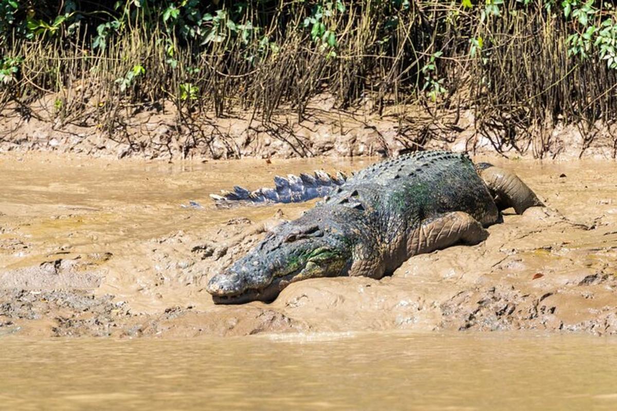 an alligator laying in the mud in the water