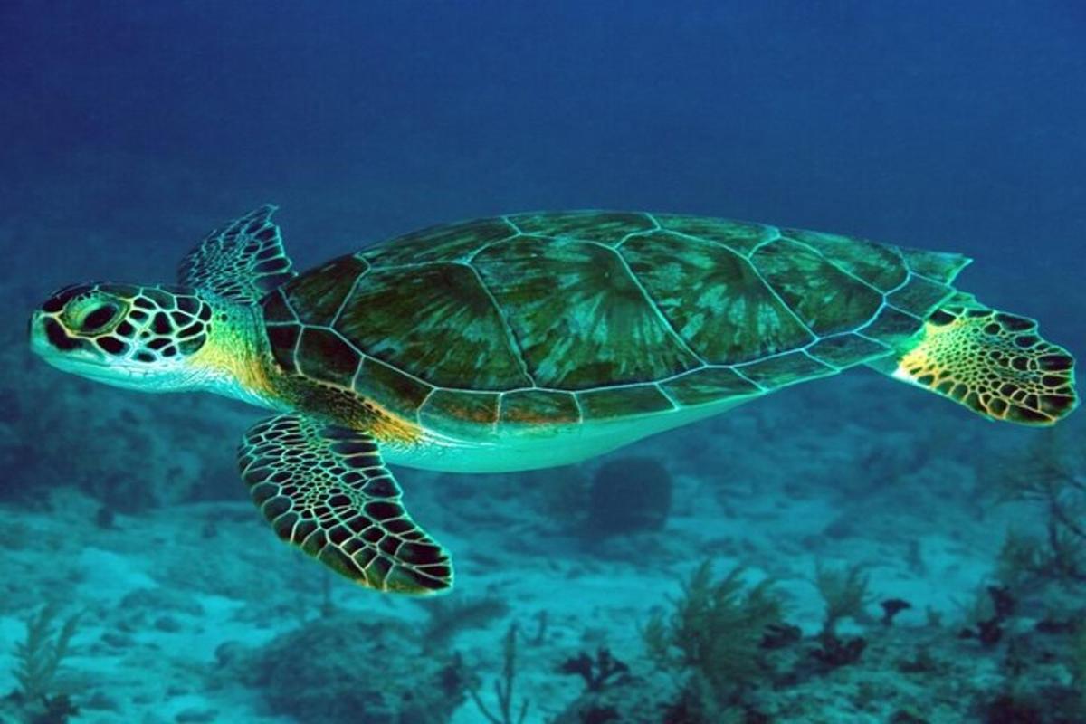 zelena morska želva plava v oceanu