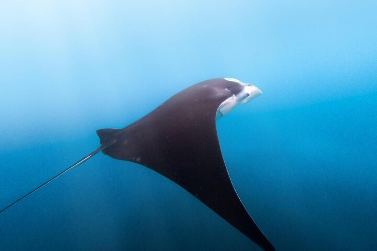 un tauró balena nedant a l'aigua