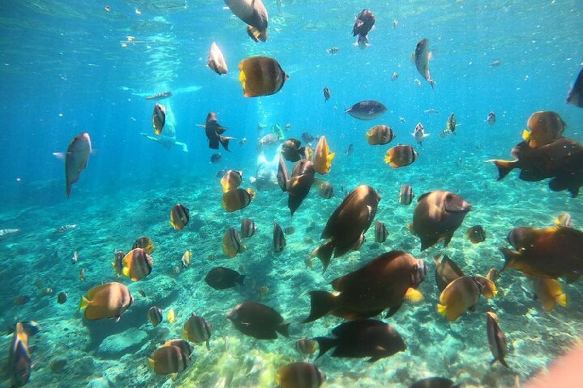 a group of fish swimming in the water
