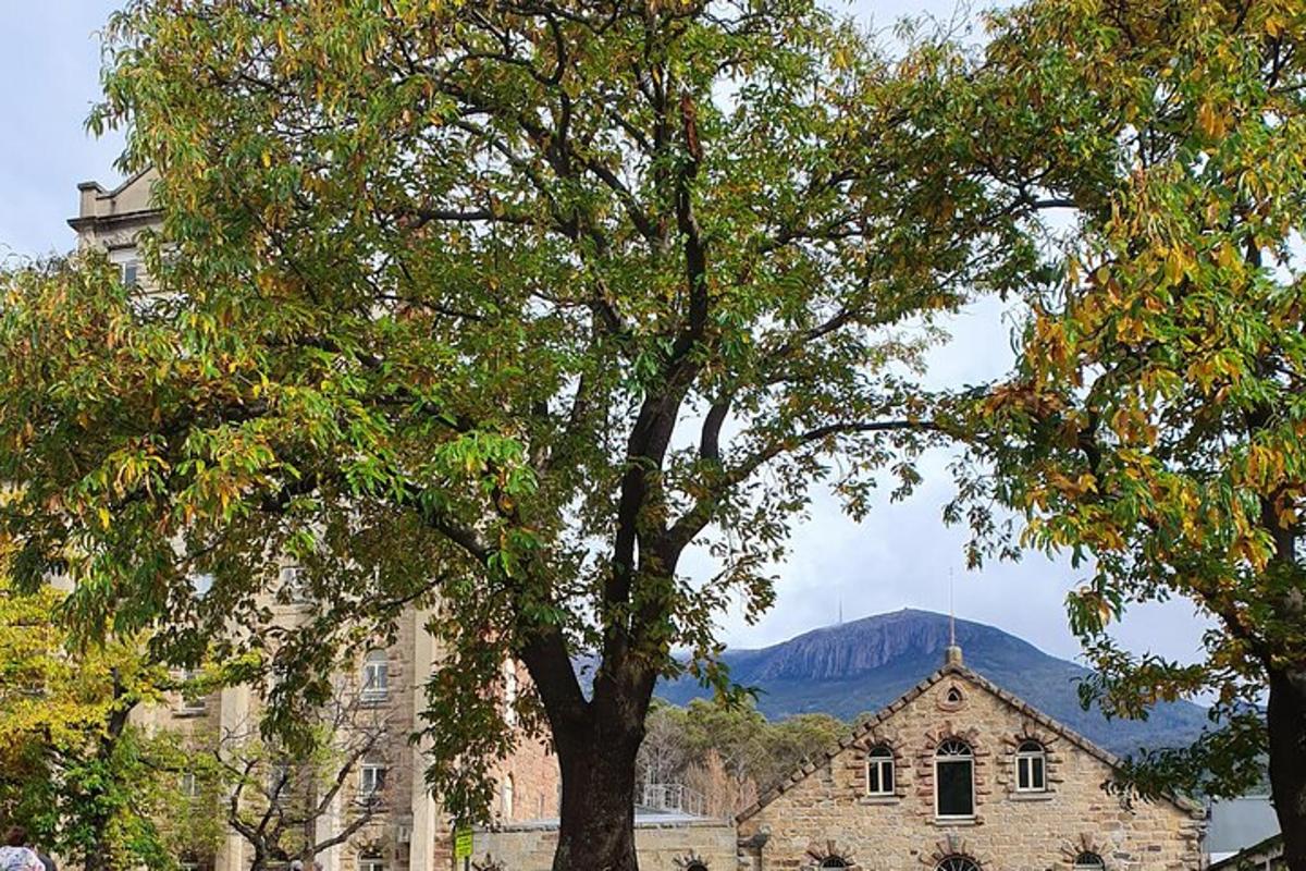 un edificio e un albero con una montagna sullo sfondo