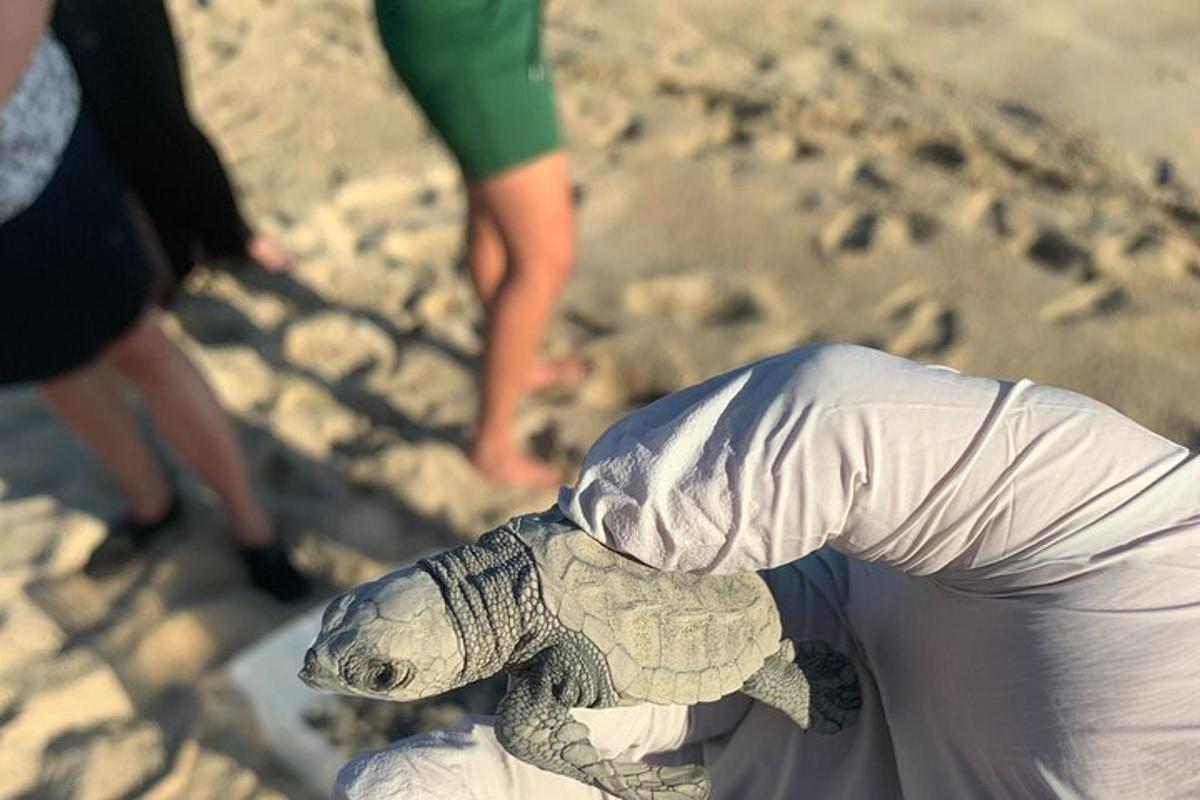 een persoon die een kleine schildpad op het strand vasthoudt