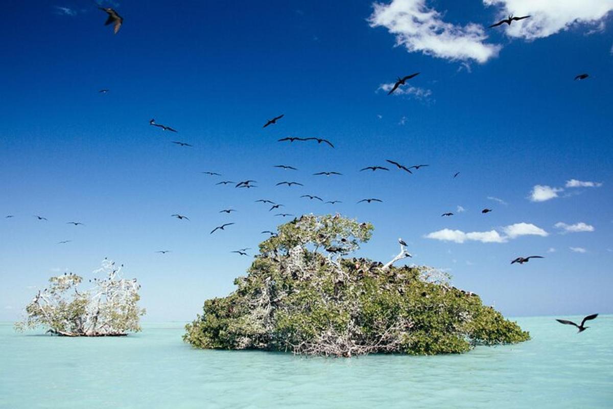 um bando de pássaros voando sobre uma ilha no oceano