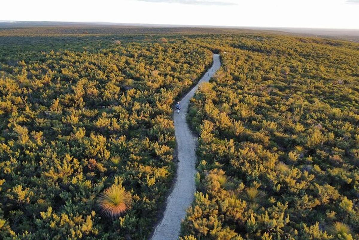 õhust vaade teele puudega põllul