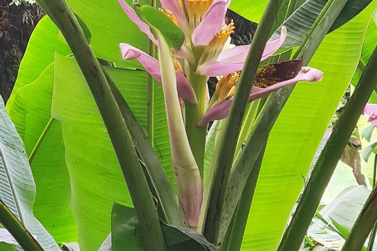 a pink flower on a green plant with leaves