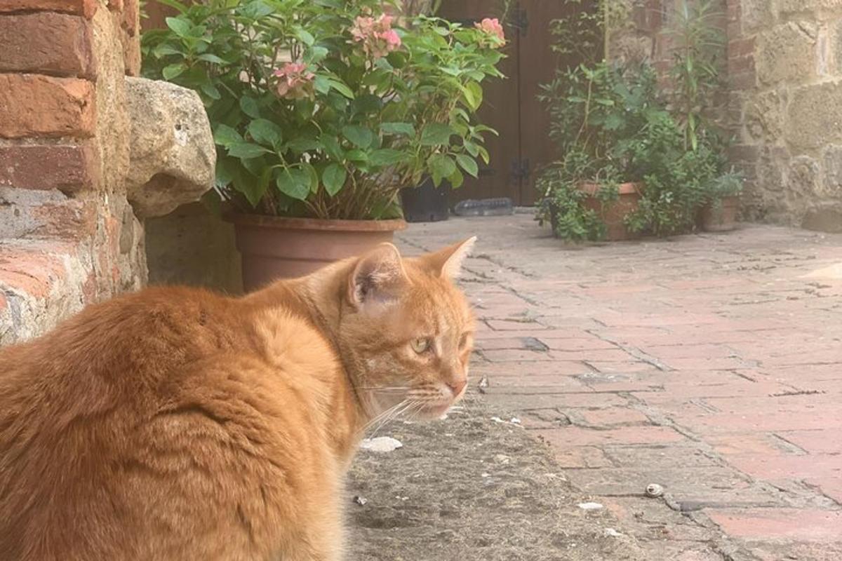 oranž kass istub potitaime kõrval