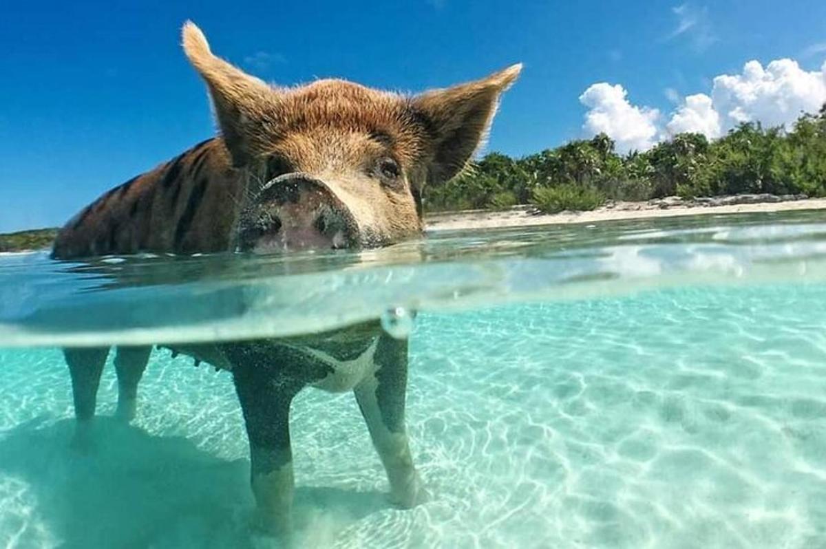 Fotografia da atração 1