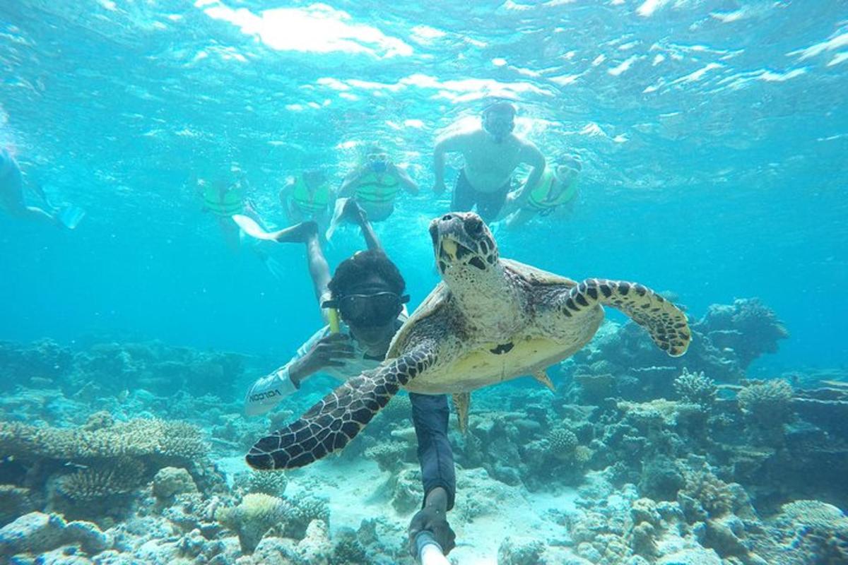 a group of people swimming in the ocean with a turtle