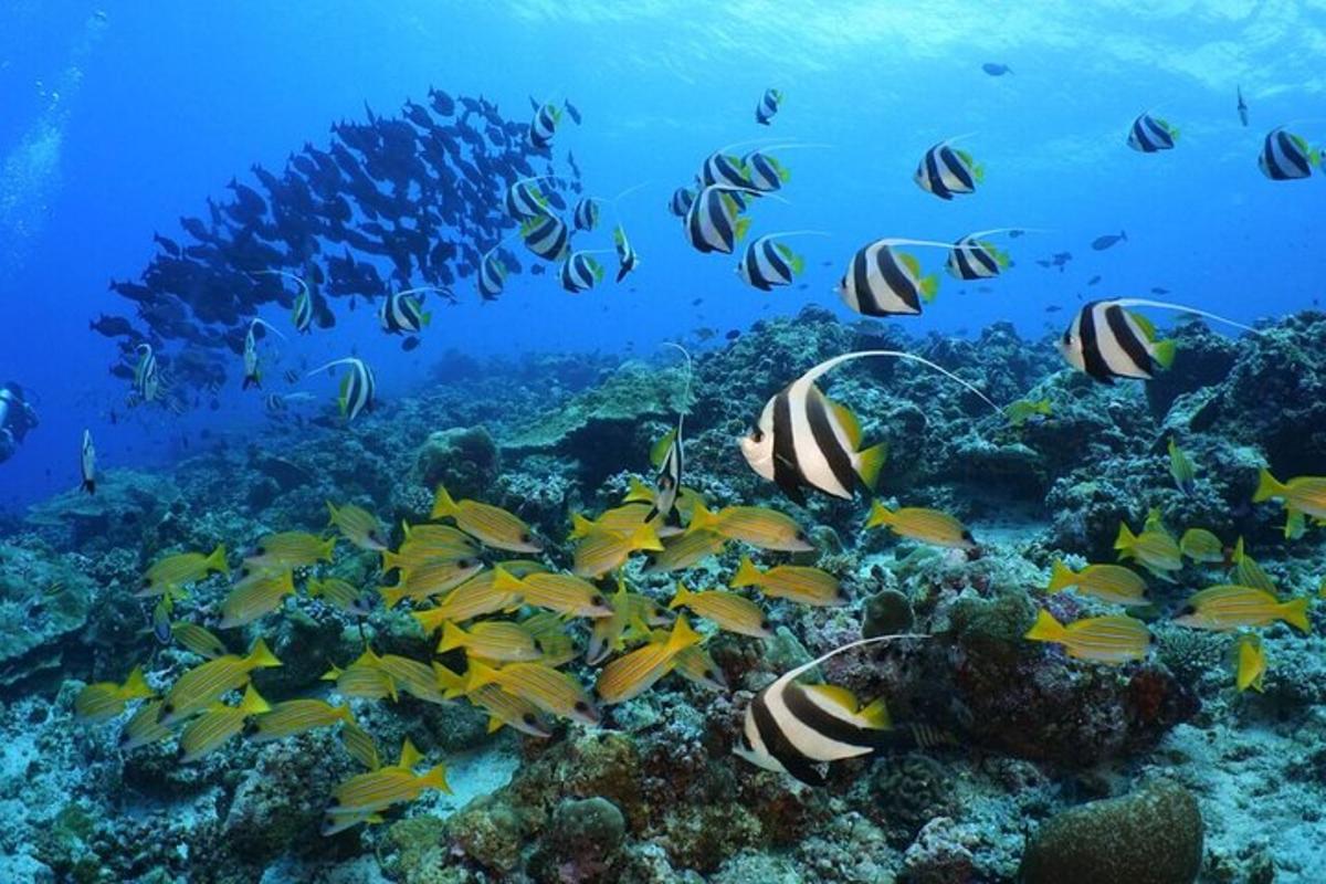 a school of fish on a coral reef