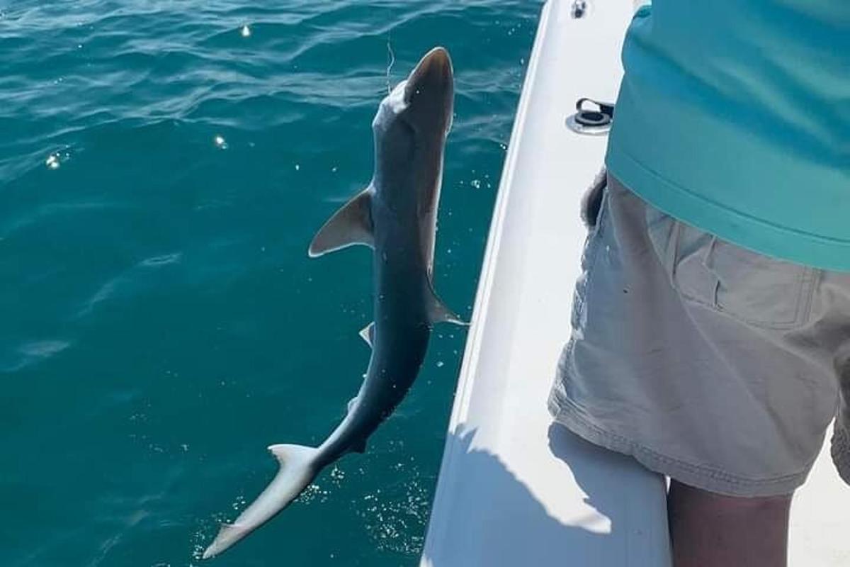 delfin stoji na boku čolna