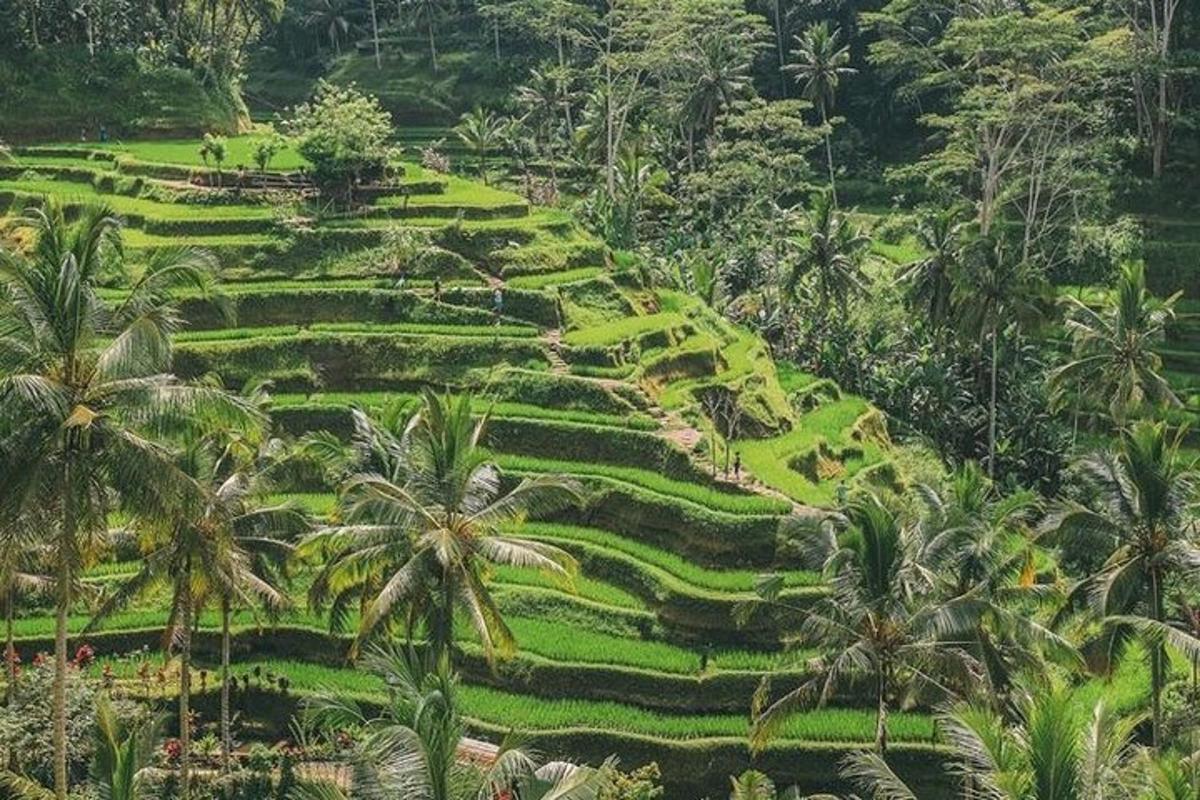una lussureggiante risaia verde con palme su una collina