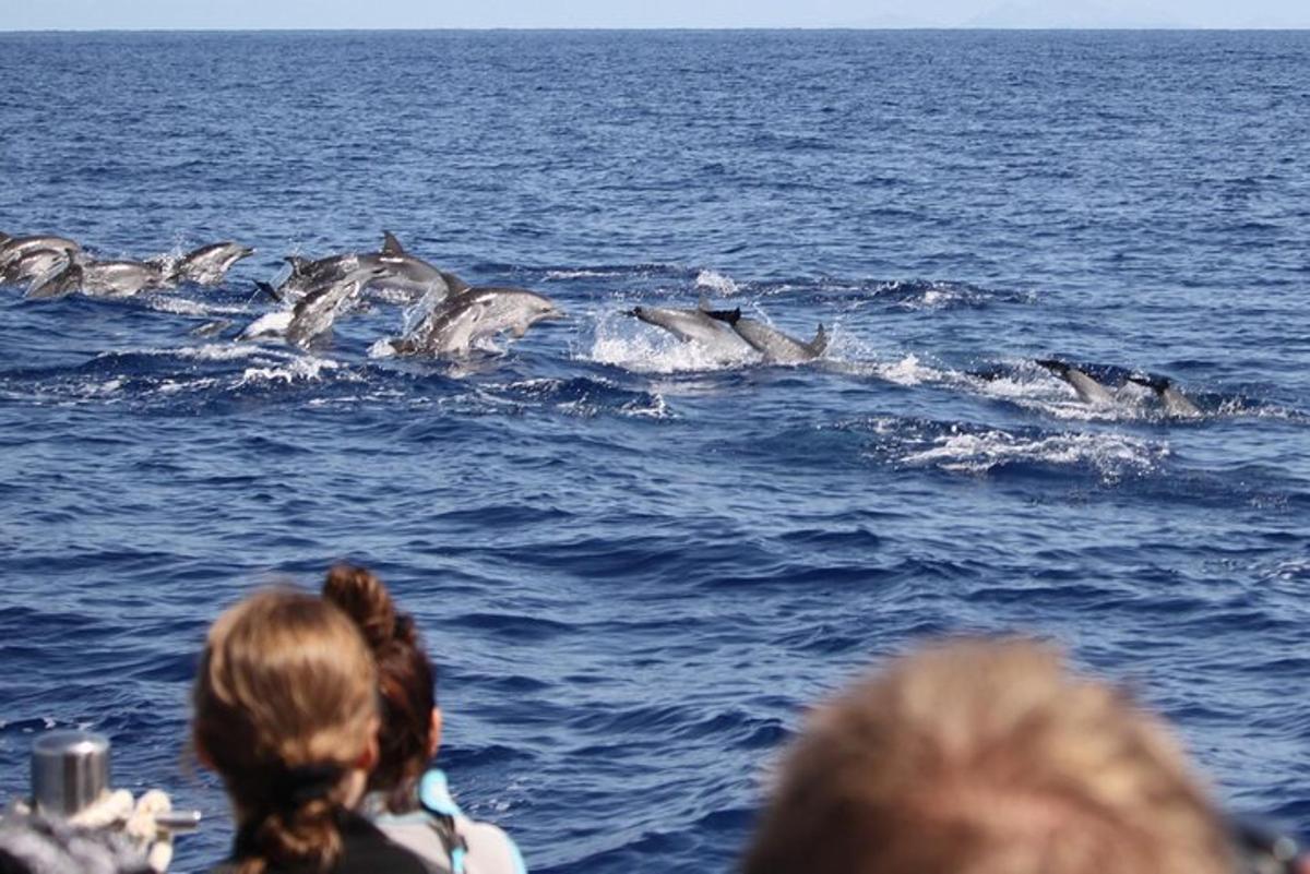 lidé pozorující skupinu delfínů v oceánu