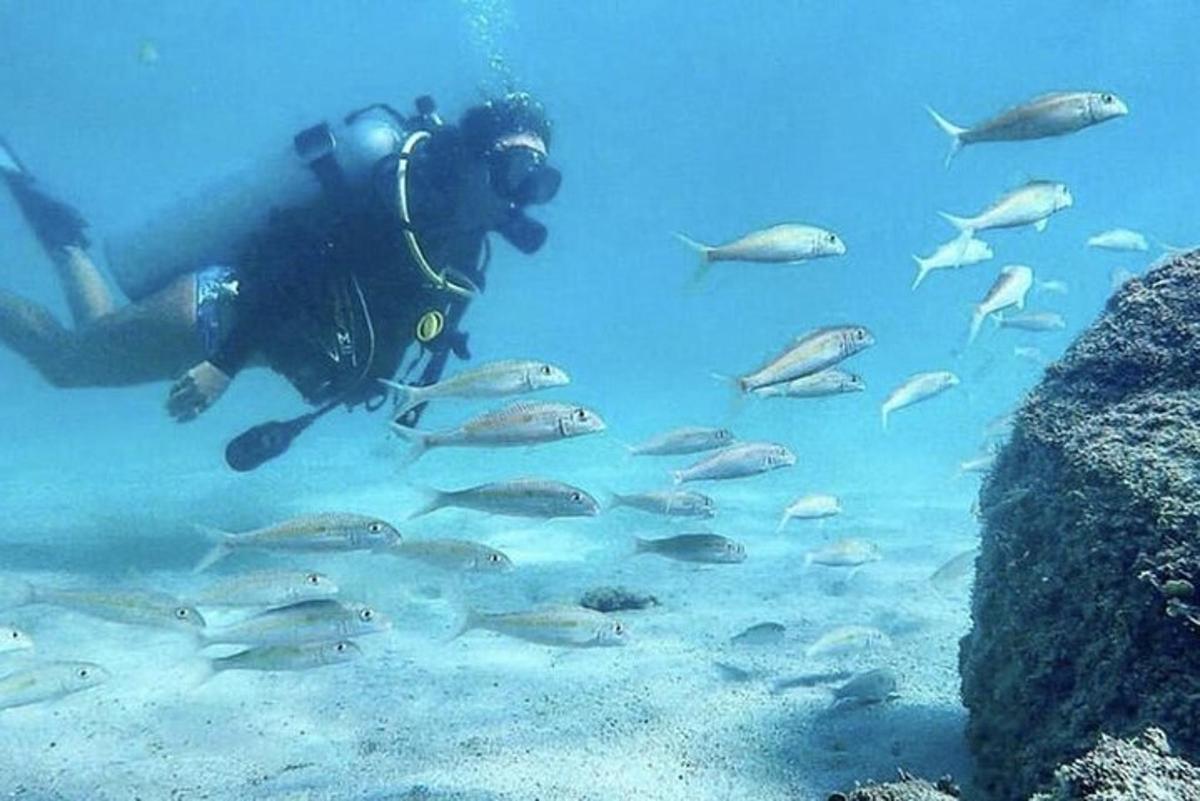 a person in the water with a group of fish