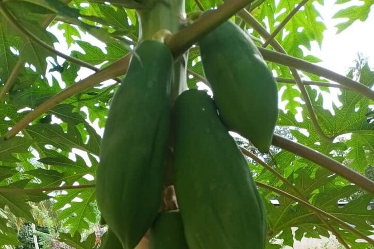 un manat de plàtans verds penjats d'un arbre