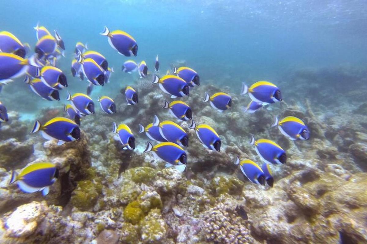 a group of blue and yellow fish on a reef