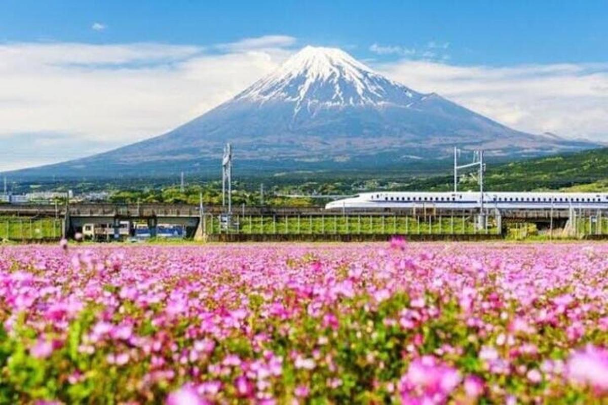una montagna sullo sfondo con un campo di fiori rosa