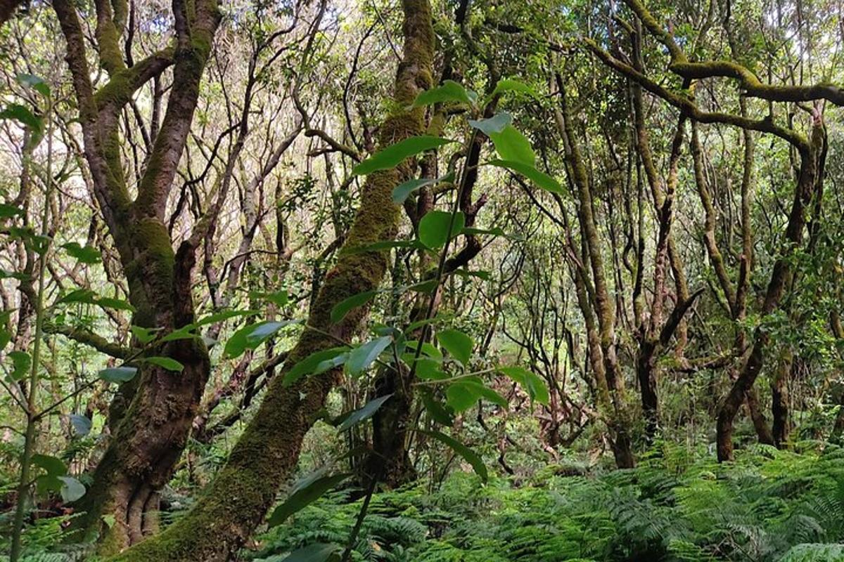 un grupo de árboles con hojas verdes en un bosque