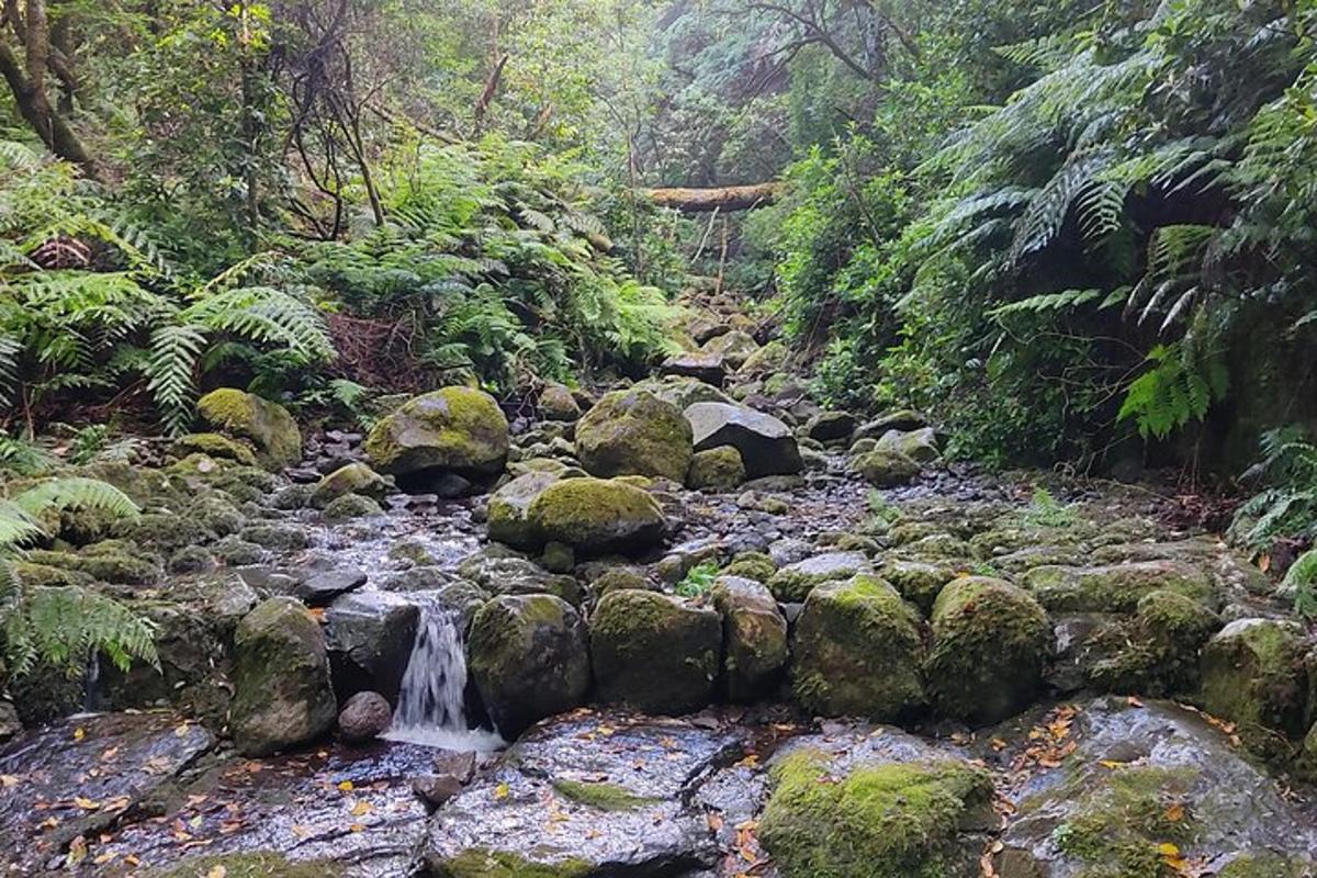 un arroyo en medio de un bosque con rocas