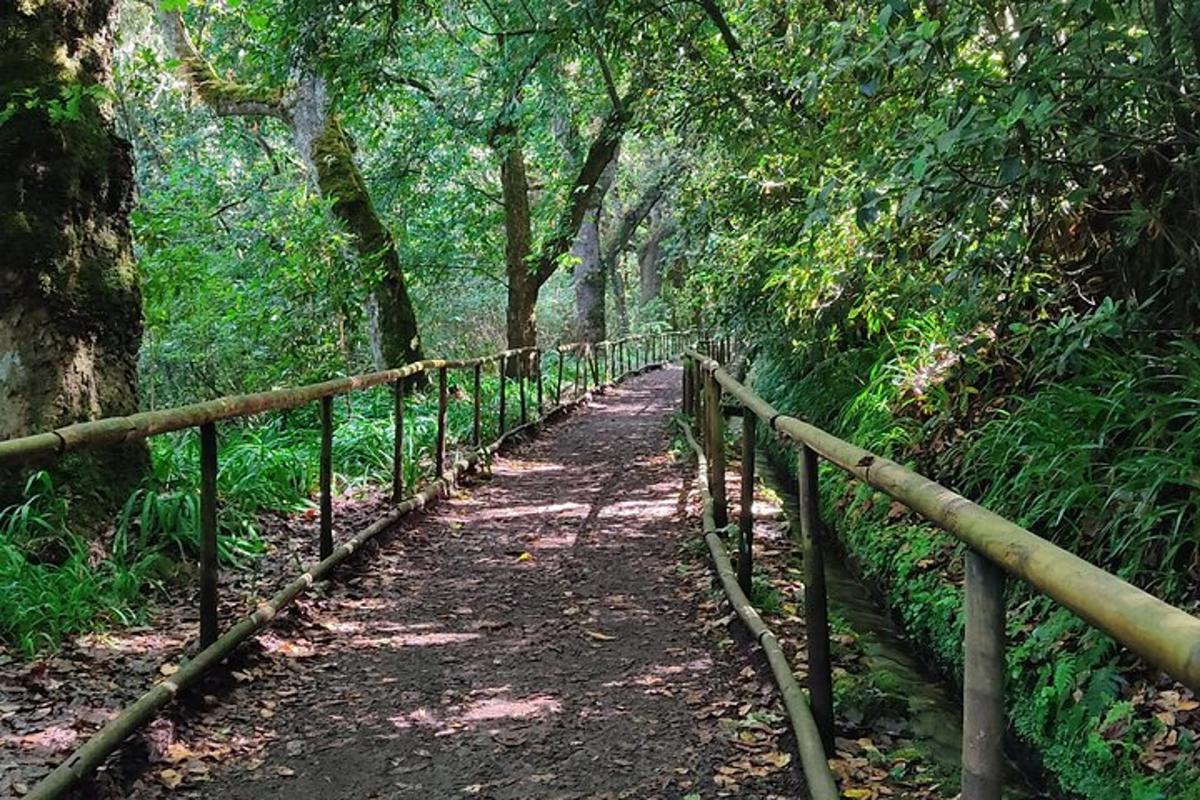 Un camino en un bosque con árboles y una valla.