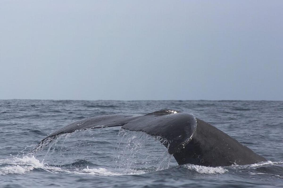 keporkak mávajúci chvostom v oceáne