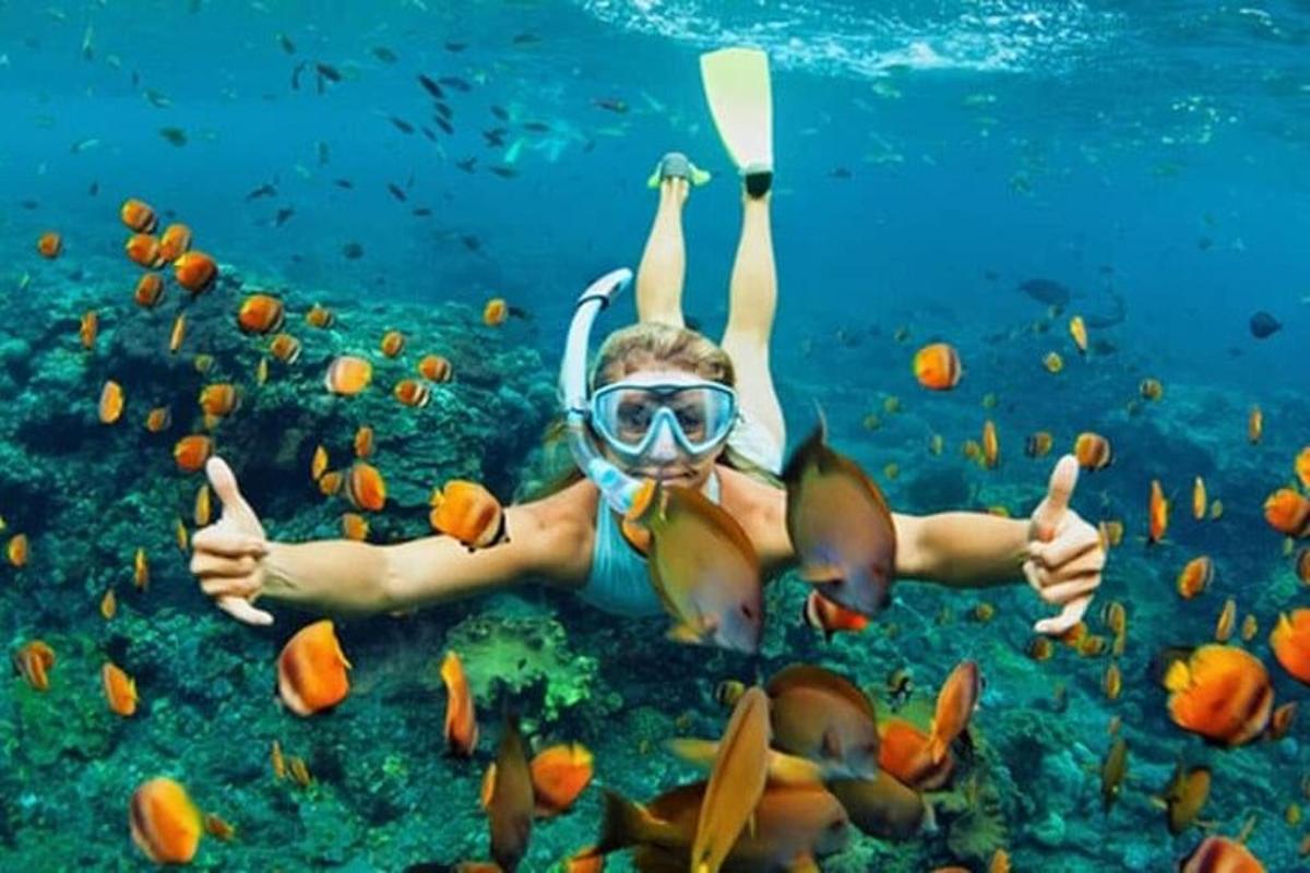 seorang lelaki bersnorkel dan bertopeng berenang di dalam air bersama ikan