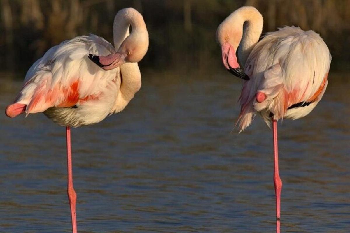 Два фламинга стоје у води
