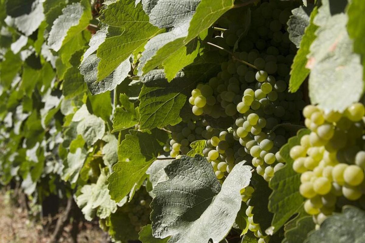 a bunch of green grapes growing on a vine